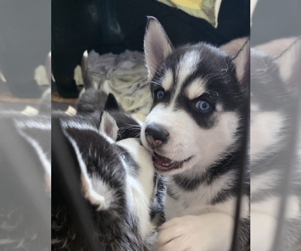 Medium Photo #12 Siberian Husky Puppy For Sale in PORTLAND, OR, USA
