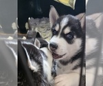 Small #11 Siberian Husky