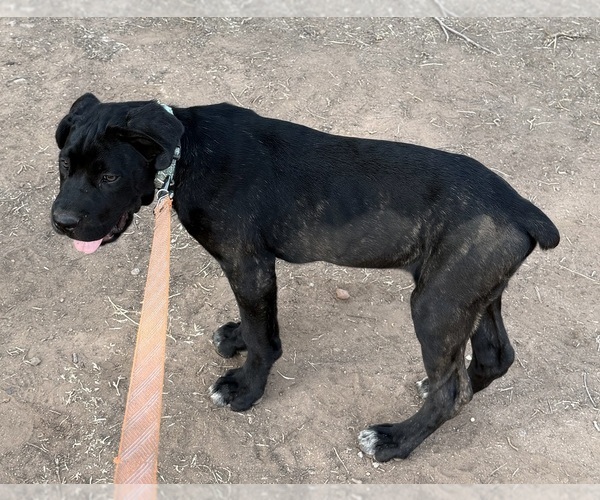 Medium Photo #5 Cane Corso Puppy For Sale in SPRING VALLEY, CA, USA