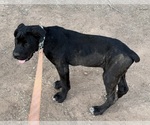 Small #4 Cane Corso
