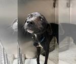 Small Labrador Retriever Mix