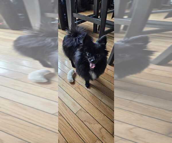 Medium Photo #9 Pomeranian Puppy For Sale in PAWTUCKET, RI, USA