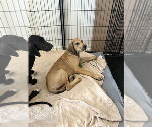 Great Dane Dogs for adoption in Bullard, TX, USA