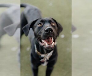 Labrador Retriever-Unknown Mix Dogs for adoption in Fruit Heights, UT, USA