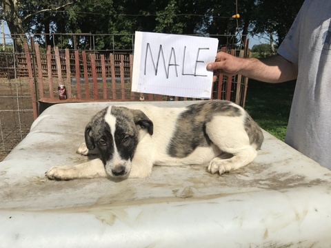 Medium Photo #1 Anatolian Shepherd Puppy For Sale in LINCOLN, IL, USA