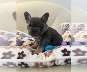 French Bulldog Puppy for sale in MC GRAW, NY, USA