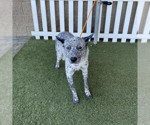 Medium Photo #1 Mutt Puppy For Sale in Modesto, CA, USA