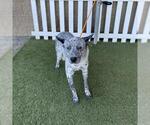 A615463 - Male Mutt Dog for Adoption - Small photo