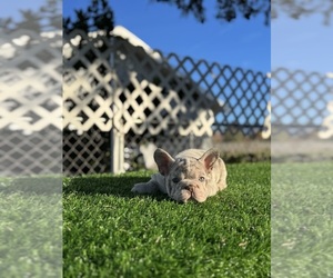 French Bulldog Puppy for sale in BALBOA, CA, USA