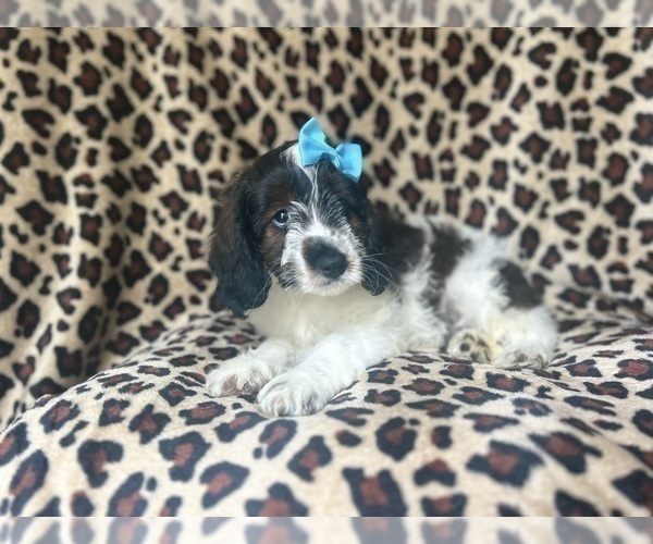 Medium Photo #8 Cock-A-Poo Puppy For Sale in LAKELAND, FL, USA