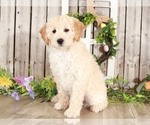 Small Photo #2 Goldendoodle Puppy For Sale in MOUNT VERNON, OH, USA