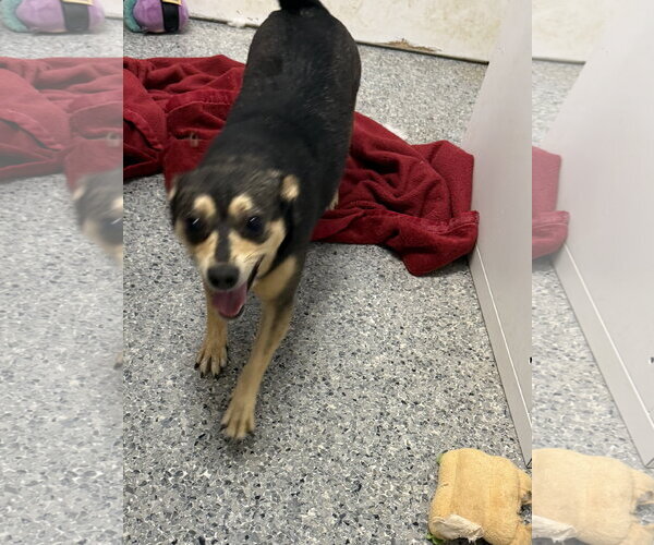 Medium Photo #8 Chiweenie Puppy For Sale in Wakefield, RI, USA