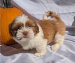 Small #4 Shih Tzu