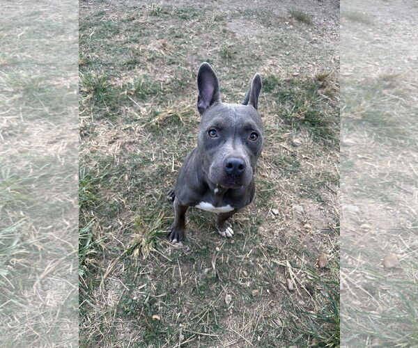 Medium Photo #3 American Bulldog-Unknown Mix Puppy For Sale in Jackson, MS, USA
