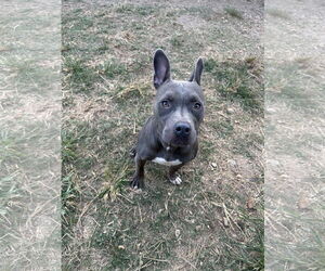 Fireplug - Male American Bulldog-Unknown Mix Dog for Adoption - Photo #3