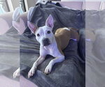 Small Photo #14 Mutt Puppy For Sale in Oakhurst, NJ, USA