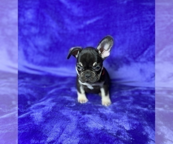 Medium Photo #12 French Bulldog Puppy For Sale in KENNESAW, GA, USA