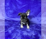 Small Photo #12 French Bulldog Puppy For Sale in KENNESAW, GA, USA