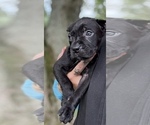 Small #1 Cane Corso