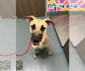 Black Mouth Cur-Unknown Mix Dogs for adoption in Baytown, TX, USA