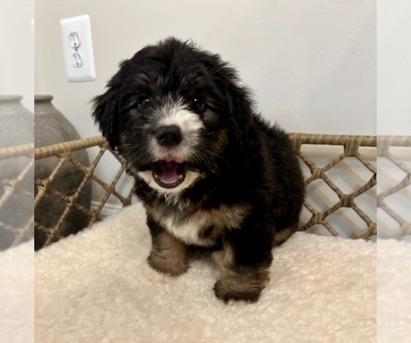 Medium Photo #4 Australian Mountain Dog Puppy For Sale in CULPEPER, VA, USA