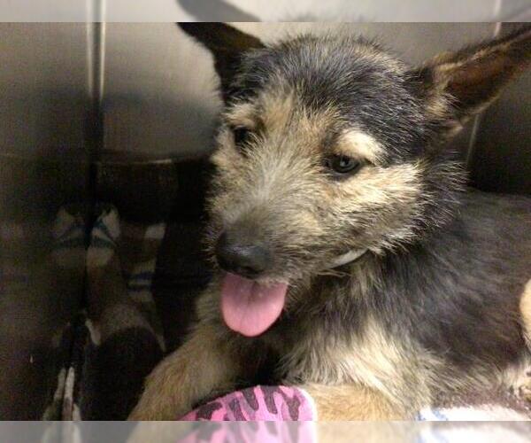 Medium Photo #1 Mutt Puppy For Sale in Riverside, CA, USA