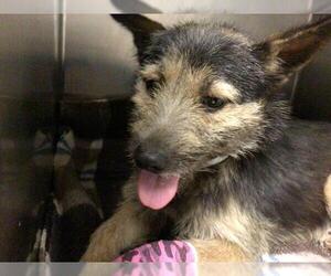 Mutt Dogs for adoption in Riverside, CA, USA