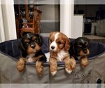 Small Photo #2 Cavalier King Charles Spaniel Puppy For Sale in TYRONE, GA, USA