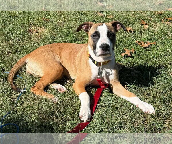 Medium Photo #1 Boxer Puppy For Sale in Burnsville, MN, USA