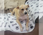 Small #1 Chihuahua Mix