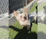 Small #4 Silky Terrier Mix