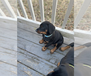 Doberman Pinscher Puppy for Sale in SPRINGFIELD, Illinois USA