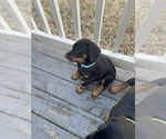 Small Photo #1 Doberman Pinscher Puppy For Sale in SPRINGFIELD, IL, USA
