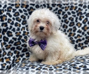 Lhasa-Poo Puppy for sale in LAKELAND, FL, USA