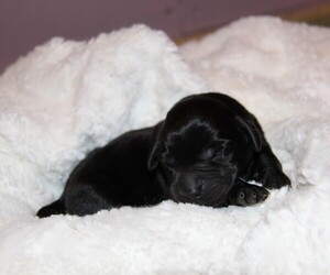 Labrador Retriever Litter for sale in HYDE PARK, VT, USA
