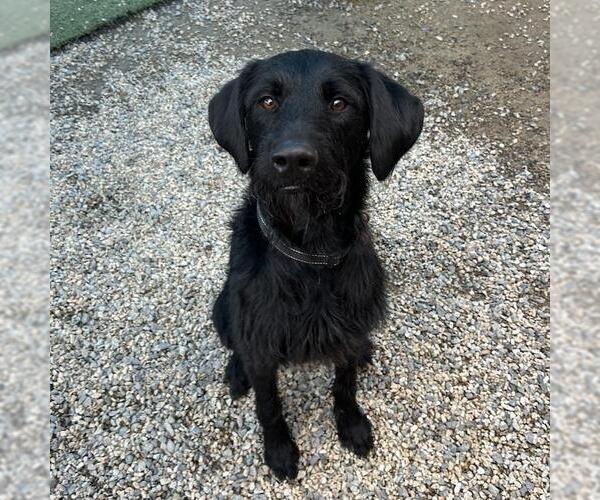 Medium Photo #3 Wirehaired Pointing Poodle Puppy For Sale in San Diego, CA, USA