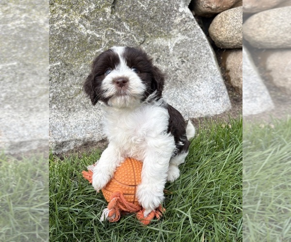 Medium Photo #3 Havanese Puppy For Sale in MIDDLEBURY, IN, USA