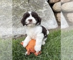 Small #2 Havanese