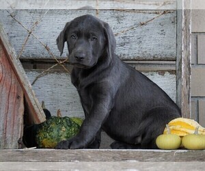 Labrador Retriever Puppy for sale in FREDERICKSBG, OH, USA