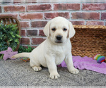 Small #6 Labrador Retriever