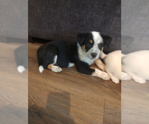 Medium Photo #2 Bernese Mountain Dog-Red Heeler Mix Puppy For Sale in The Woodlands, TX, USA