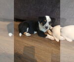 Small #1 Bernese Mountain Dog-Red Heeler Mix