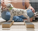 Small Photo #2 Dalmatian Puppy For Sale in FORT DODGE, IA, USA