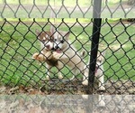 Small Photo #2 Siberian Husky Puppy For Sale in AMORY, MS, USA