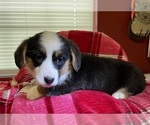 Small Photo #21 Cardigan Welsh Corgi Puppy For Sale in DEARBORN, MO, USA