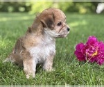 Small #3 Morkie