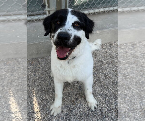 Medium Photo #2 Labrador Retriever-Unknown Mix Puppy For Sale in Jefferson, WI, USA