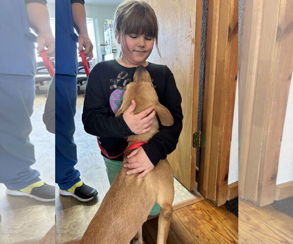 Medium Photo #4 Labrador Retriever-Rhodesian Ridgeback Mix Puppy For Sale in Wakefield, RI, USA