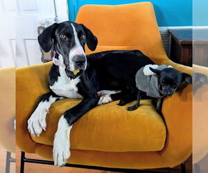 Great Dane-Unknown Mix Dogs for adoption in Sandy, UT, USA