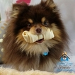 Small Photo #1 Pomsky Puppy For Sale in ANDOVER, MN, USA